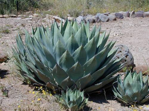 Agave: proprietà, benefici, usi e controindicazioni