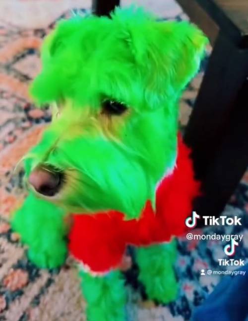 "Come il Grinch". Tinge di verde il cane per spopolare su TikTok