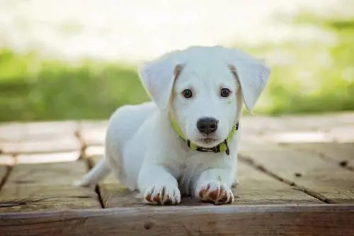 Spese veterinarie per animali domestici detraibili nel 2023: come indicarle