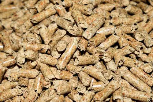 Pellet contaminato, allarme per il coleottero che attacca gli abeti rossi