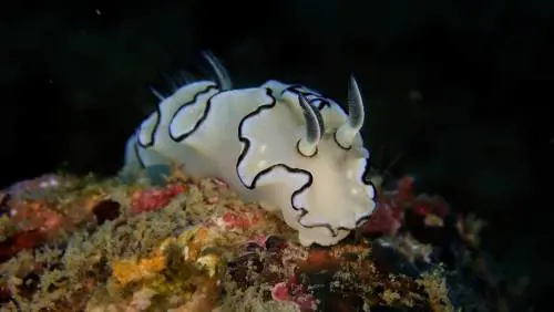 Esperimenti ambientali fallimentari: i casi Biosphere 2 e Osborne Reef