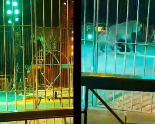 "È stato mio l'errore". Odio social contro Ivan Orfei azzannato dalla tigre