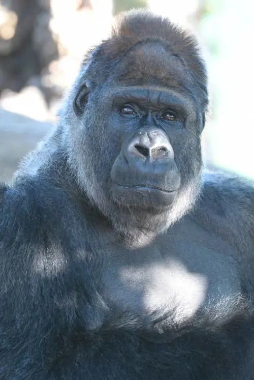 Riù libero? Così uccidete il gorilla "triste"