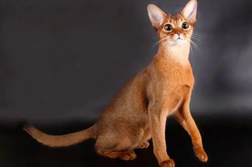 Dagli Abissini ai Siamesi, ecco quali sono i gatti più intelligenti