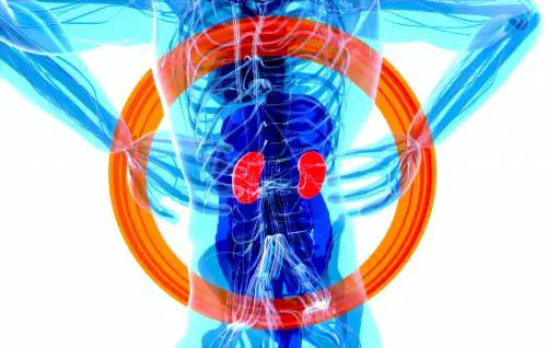 Caldo estivo, ecco come proteggere al meglio la salute dei reni