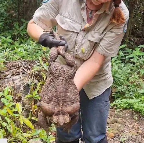 Catturato Toadzilla, il rospo gigante