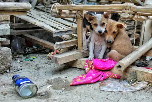 Per strada ancora 700mila cani