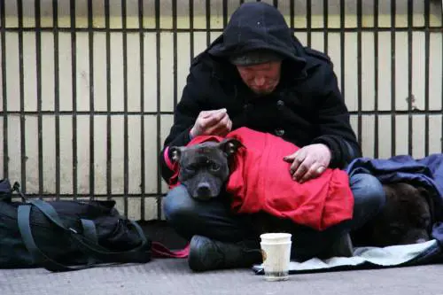 Cani da elemosina. Il racket impunito