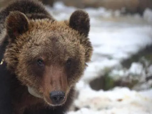 Il macabro spettacolo di Carrito orso-divo e cucciolo senza regole