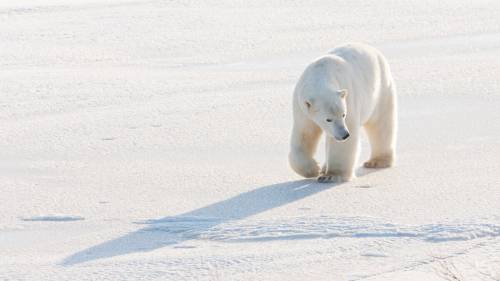 Clima, le clamorose bufale sugli orsi polari in via di estinzione