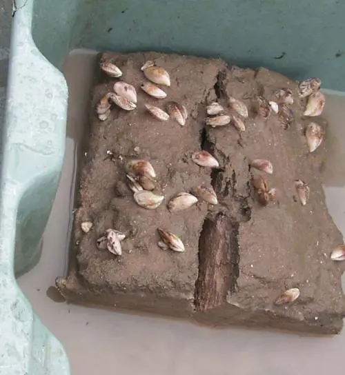 Immagine da Wikipedia