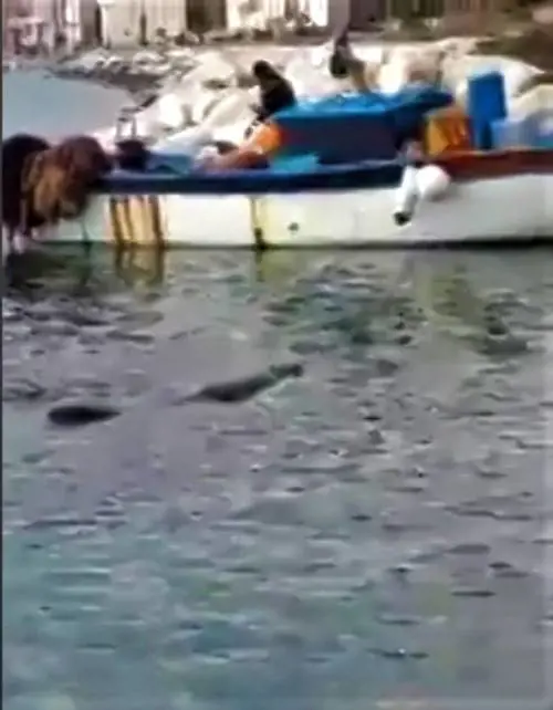 Un coccodrillo nel mare di Napoli. Il video virale