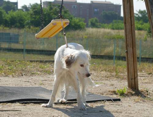 Botte e sevizie al cane: una coppia di albanesi rischia la condanna a 1 anno