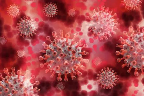 Il nuovo coronavirus scoperto in Cina