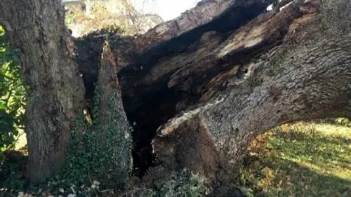 Cade la "Quercia delle Streghe", addio al monumentale albero d'Abruzzo