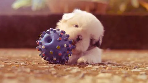 Bonus animali domestici 2023, ecco come funziona