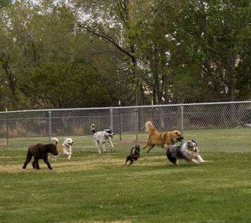 Extracomunitari rubano cuccioli nei parchi: decine di denunce sui social