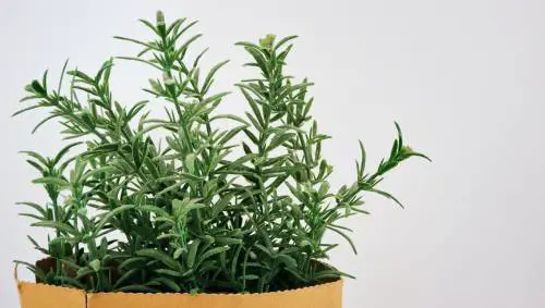 Come preparare l'olio di rosmarino fai da te
