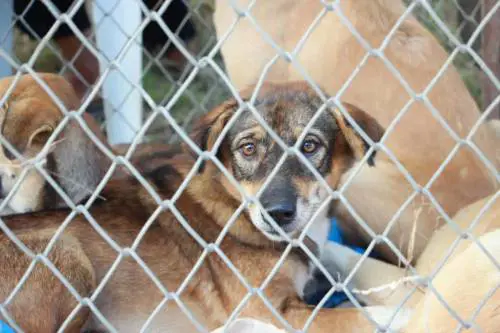 Catania, orrore nel canile lager: 11 cuccioli nel congelatore
