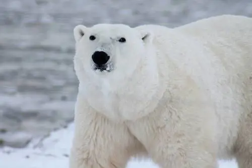 Il "segreto" dell’orso polare: così resiste a temperature sotto zero