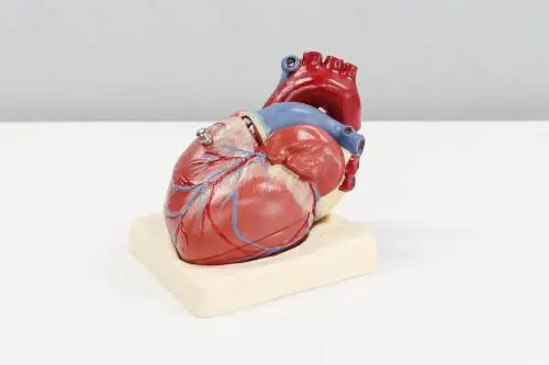 Cos'è il raro tumore al cuore di cui soffre Sofia Sacchitelli