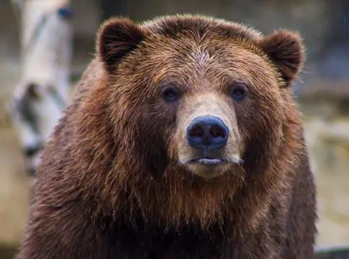 Forestali, trappole, fucili. A Trento via alla caccia "Due gli orsi nel mirino"