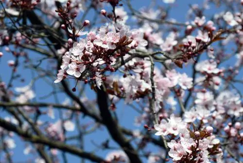 Temperature oltre i 20°C: ecco dove "scoppierà" la primavera
