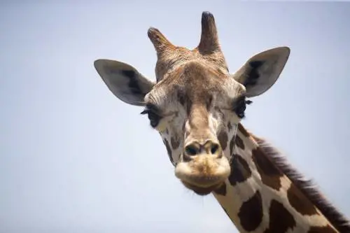 Serve una giraffa in gabbia per ritrovare la libertà