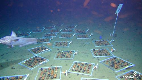 Terre rare negli abissi: dove si gioca la partita per la transizione energetica