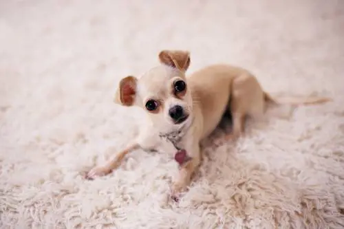 Deteneva 70 chihuahua in casa e poi li vendeva sui social. Chiuso allevamento abusivo