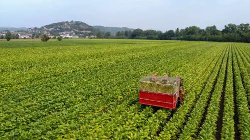 Il nuovo accordo tra Philip Morris Italia e il Masaf a sostegno della filiera tabacchicola italiana