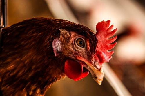 Influenza aviaria: come si trasmette, cure e cosa sappiamo dei primi 3 casi