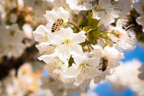 Il regalo delle api per affrontare i cambi di stagione