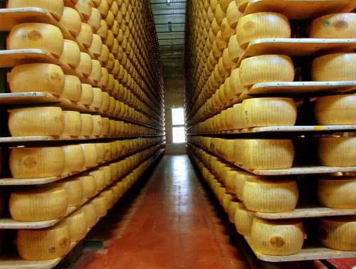 Alcune forme di Parmigiano Reggiano