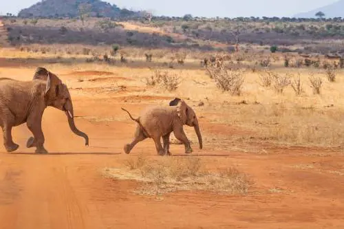 Il "male africano" e l'avventura come cura in un emozionante diario di viaggio