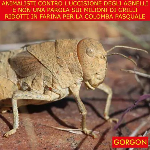 La satira del giorno. Animalisti alla carica
