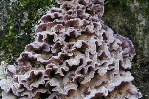 Fungo vegetale dalle piante all'uomo: primo caso clinico di infezione umana