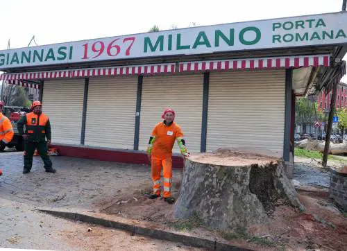 Addio al platano di "Giannasi". E 20mila firme per il glicine
