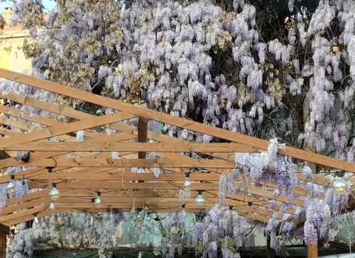 Appello al Comune per salvare gli alberi del giardino Lea Garofalo 