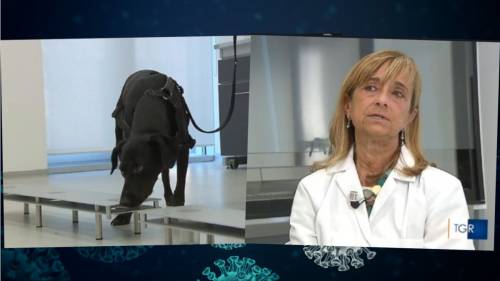 Arriva il “cane da Covid”, l’ultima follia pandemicamente corretta