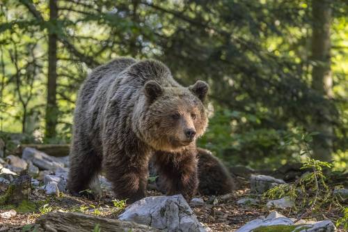 "Non c'è una 'orso pandemia'". Ma la Germania valuta i rischi per i turisti
