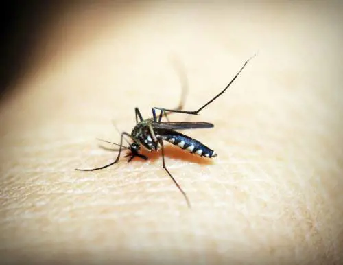 "Febbre e dolori muscolari": la nuova infezione che spaventa l'Asia