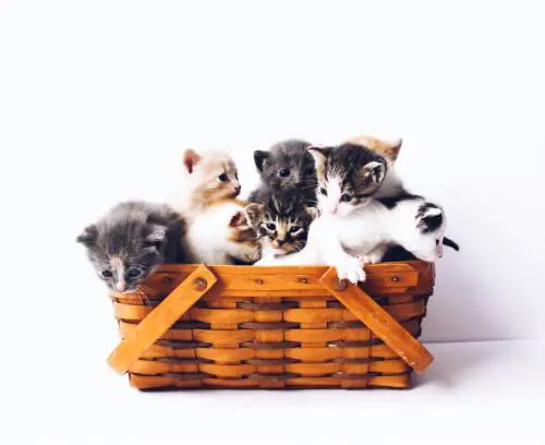 Pesci che contano, polpi che litigano e gatti che sanno tutto...
