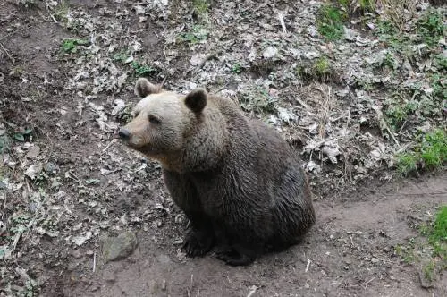 Orsa Jj4, gli esperti: "I cuccioli possono farcela anche senza la madre"