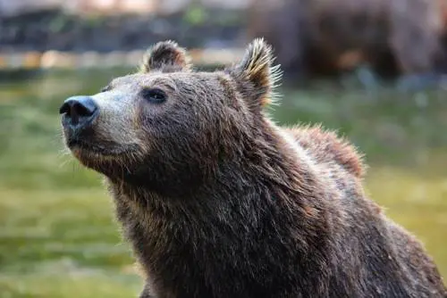 Il Bestiario, l'Animaligno