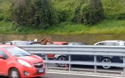 Cavallo al galoppo sulla tangenziale di Napoli, era fuggito dall'ippodromo