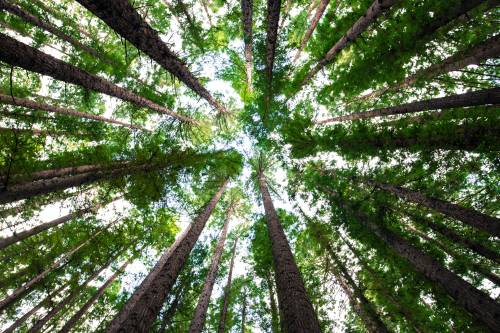 La bufala sugli alberi: mai così tanti in Italia