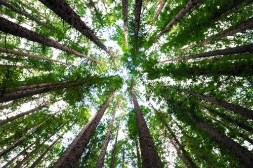Ripiantati entro fine anno gli alberi caduti nel 2023 (e più resistenti al clima)
