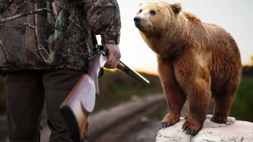 Uccidono di più le vespe: perché sono contrario ad abbattere l’orso