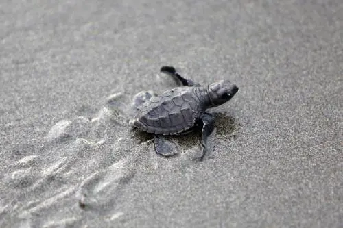 C'è una tartaruga nel cortile di una scuola. E la Procura indaga per abbandono di animali